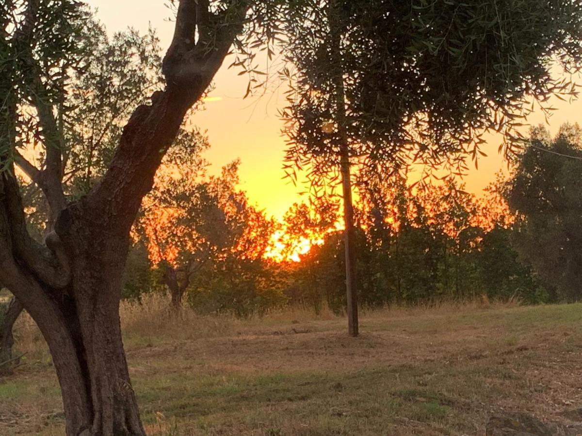 Casale Degli Ulivi Maccarese Villa Le Cerquete Kültér fotó