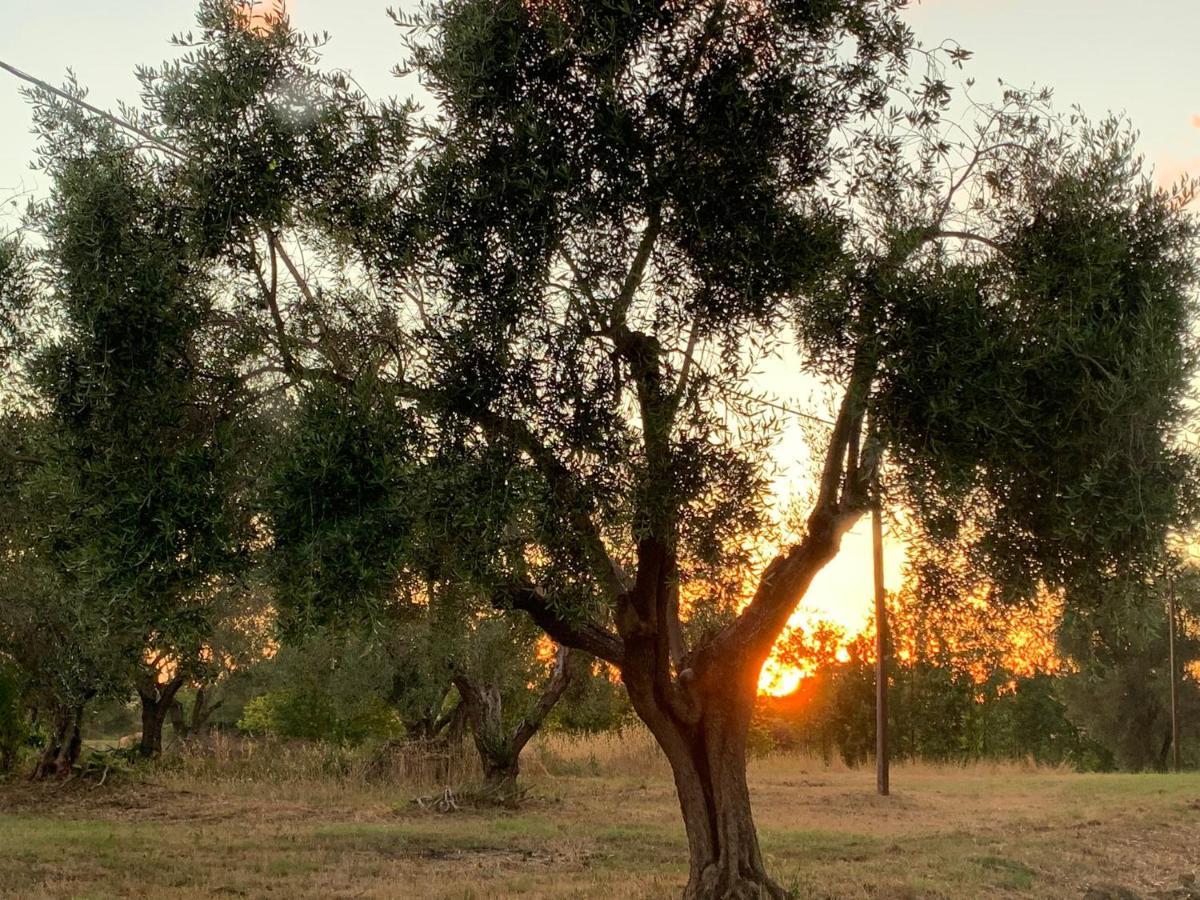Casale Degli Ulivi Maccarese Villa Le Cerquete Kültér fotó